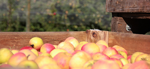 Développer l'agriculture biologique